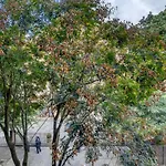Nolita 1Br W Wd Nr Parks Shopping Nyc-1229